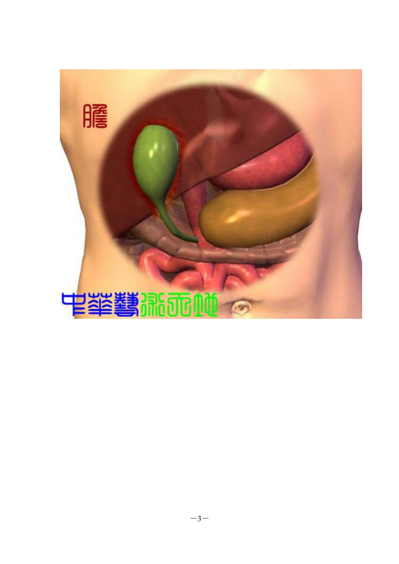 rq《人体内脏结构图》经典收藏.doc_第3页
