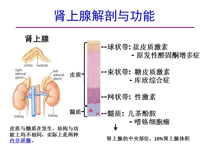 肾上腺髓质高血压的特点筛查与干预课件.ppt_第2页