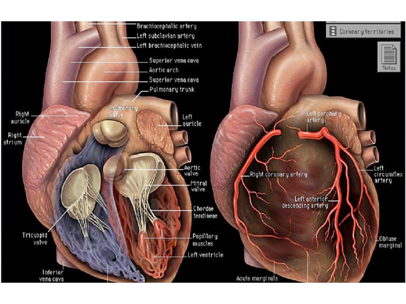 心脏基础解剖.ppt_第3页