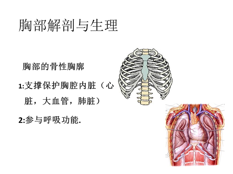 胸外科常见疾病肋骨骨折与气胸.ppt_第3页