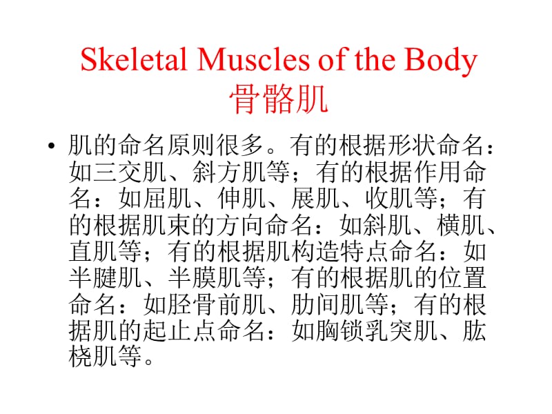 人体解剖生理学实验——肌肉系统.ppt_第1页