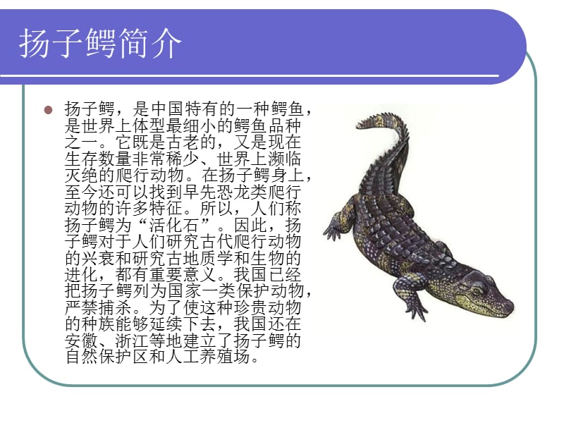 濒危动植物—扬子鳄.ppt_第2页