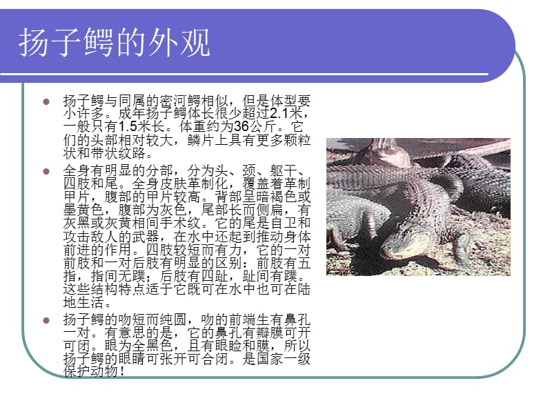 濒危动植物—扬子鳄.ppt_第3页