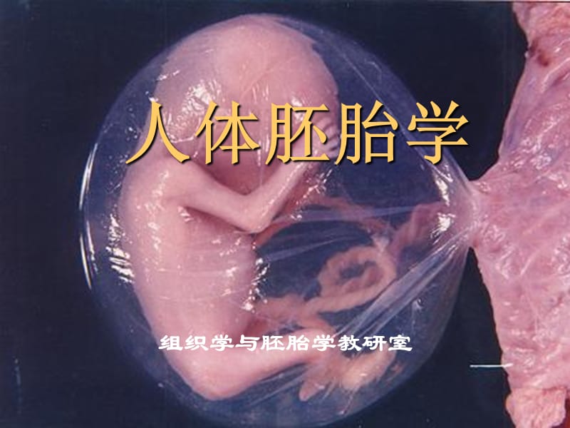 人体胚胎学.ppt_第1页
