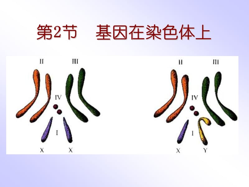 人教版必修2第二章第二节+基因在染色体上(共33张PPT).ppt1204203042706.ppt_第1页