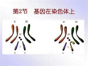 人教版必修2第二章第二节+基因在染色体上(共33张PPT).ppt1204203042706.ppt