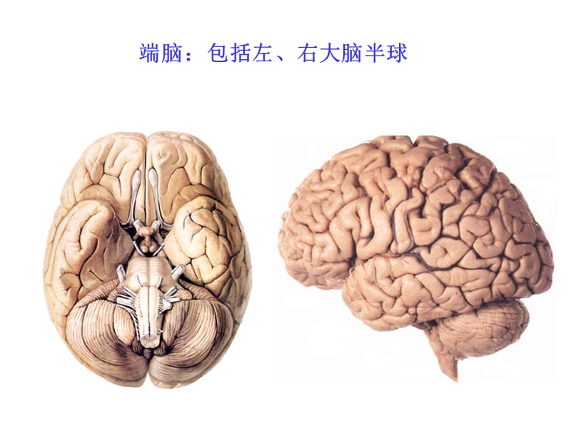 人体解剖学：端脑.ppt_第2页