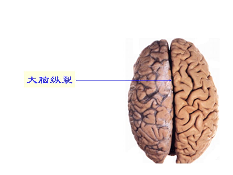 人体解剖学：端脑.ppt_第3页