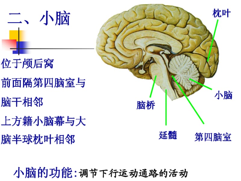 孟祥辉《人体解剖学》间脑小脑.ppt_第2页