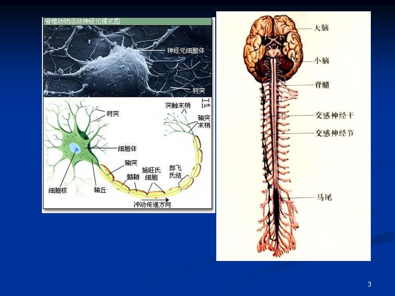 内科-神经系统.ppt_第3页