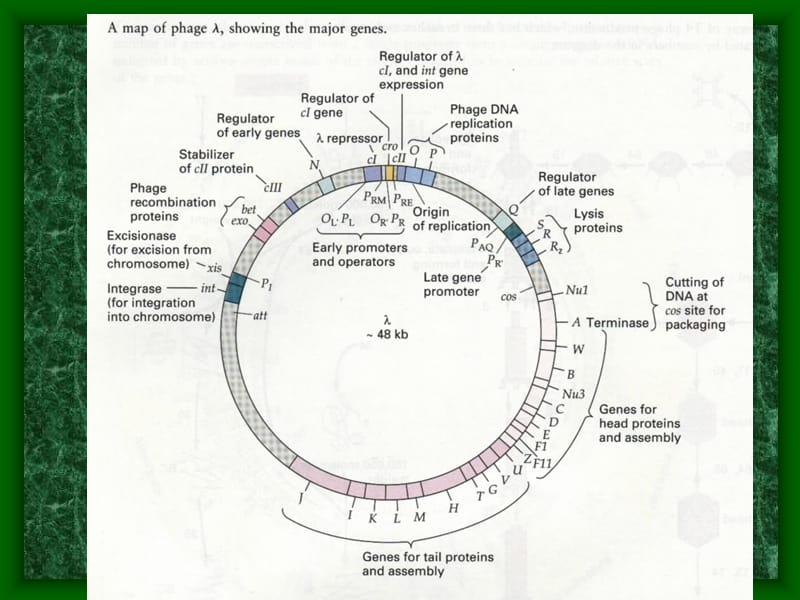 第十七章噬菌体的裂解途径和溶原化途径的选择和调控.ppt_第2页