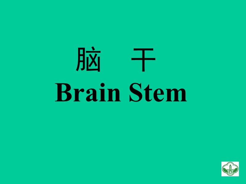 脑干brain stem.ppt_第1页