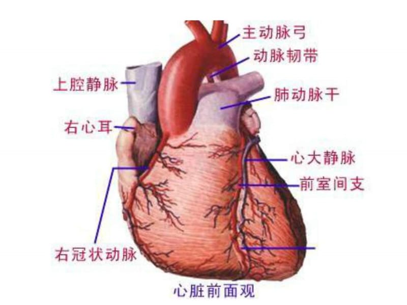 《心血管系统图片》PPT课件.ppt_第1页