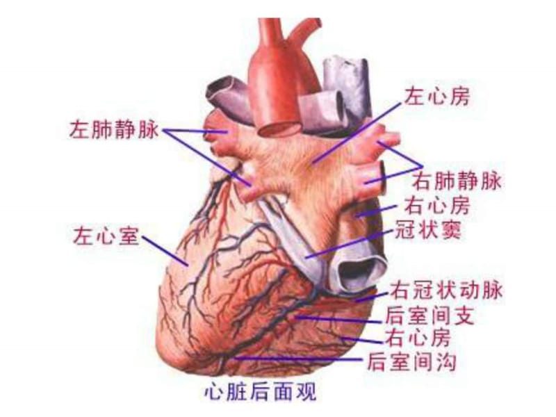 《心血管系统图片》PPT课件.ppt_第2页