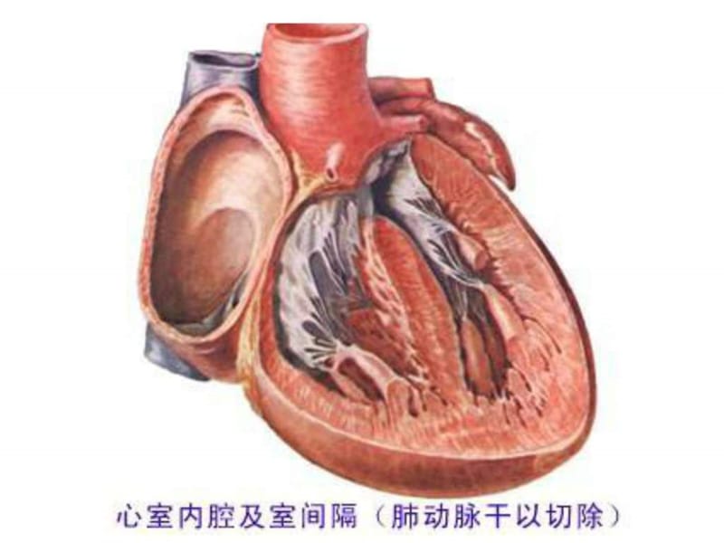 《心血管系统图片》PPT课件.ppt_第3页
