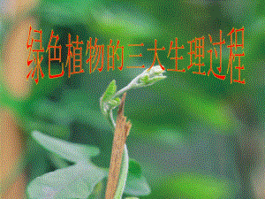 绿色植物三大生理过程.ppt