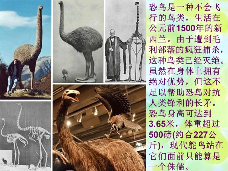 14种已灭绝的远古动物.ppt_第2页