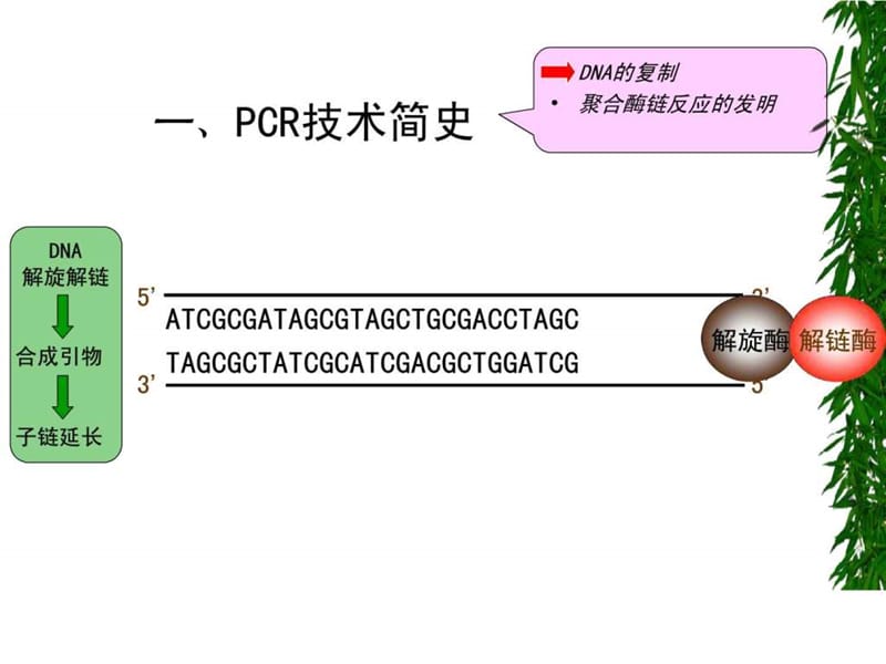 PCR技术原理及其应用.ppt_第3页
