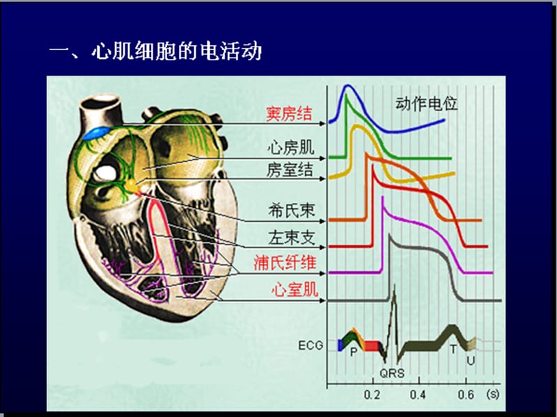 血液循环（上） 心脏生理.ppt_第3页