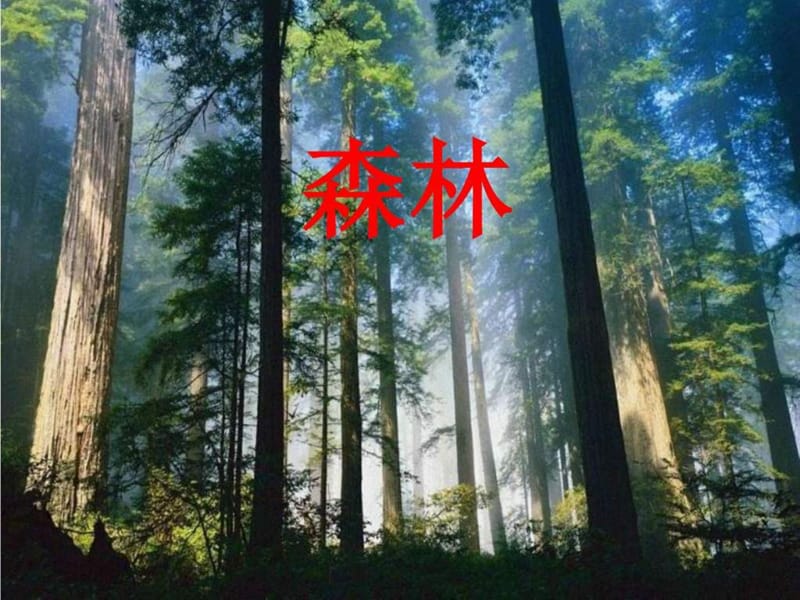 2015春沪教版语文二下《享受森林》ppt课件_图文.ppt.ppt_第1页