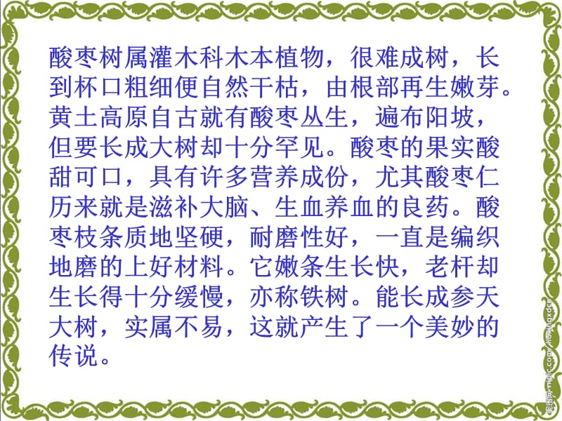 （语文A版）三年级语文上册课件我爱故乡的酸枣树1.ppt_第3页