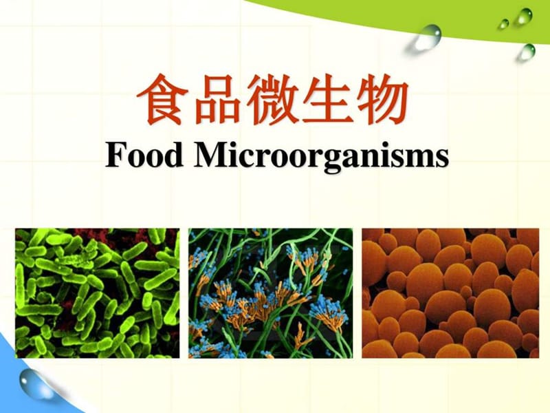 食品微生物(研究生自己整理).ppt_第1页