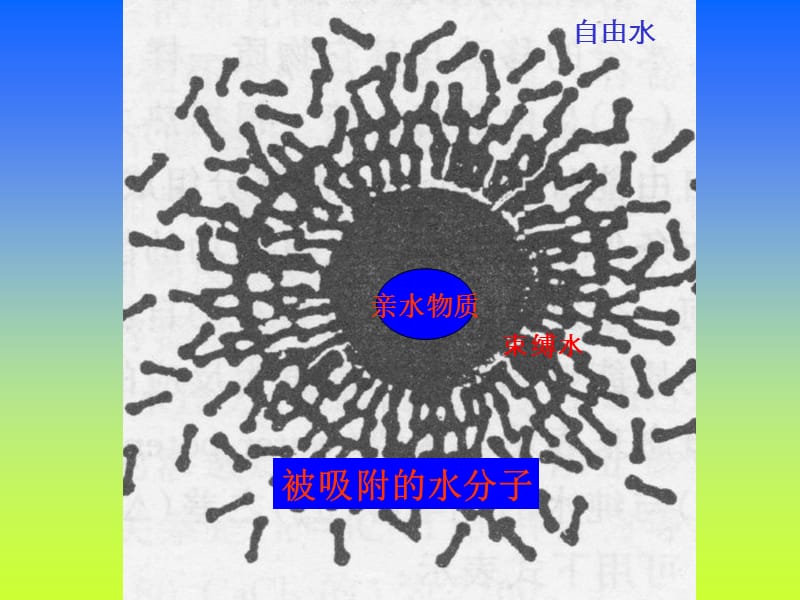 植物的水分代谢.ppt_第3页