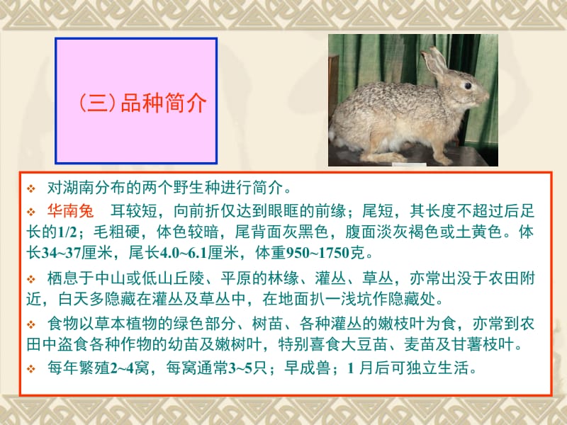 第一节野兔的养殖.ppt_第3页