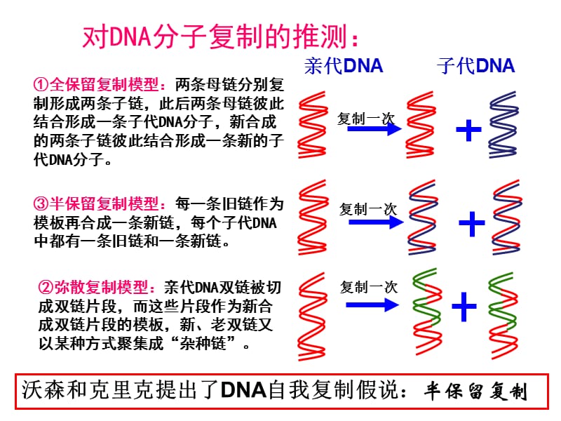 对DNA分子复制的推测.ppt_第2页