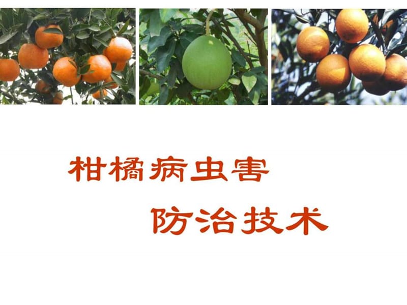 柑橘全面.ppt.ppt_第1页