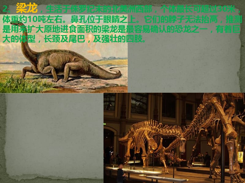 常见的恐龙图片及骨骼化石.ppt_第2页