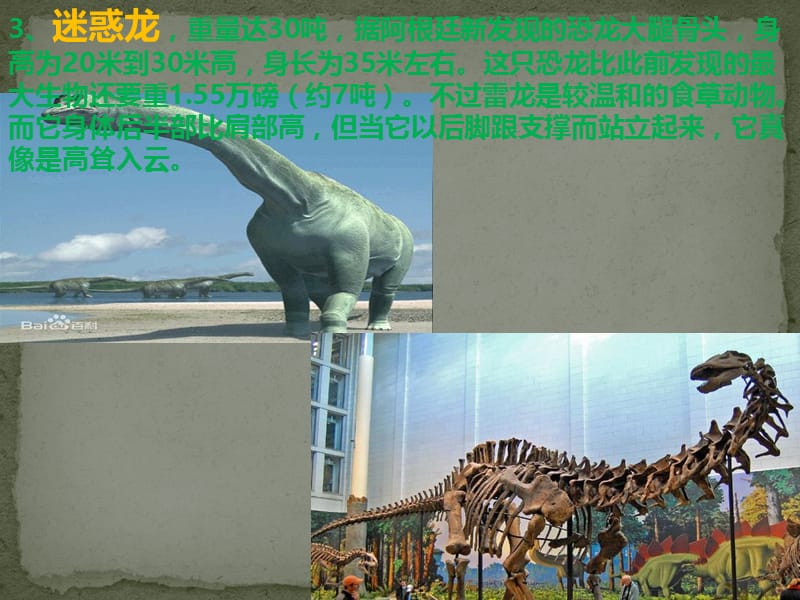 常见的恐龙图片及骨骼化石.ppt_第3页