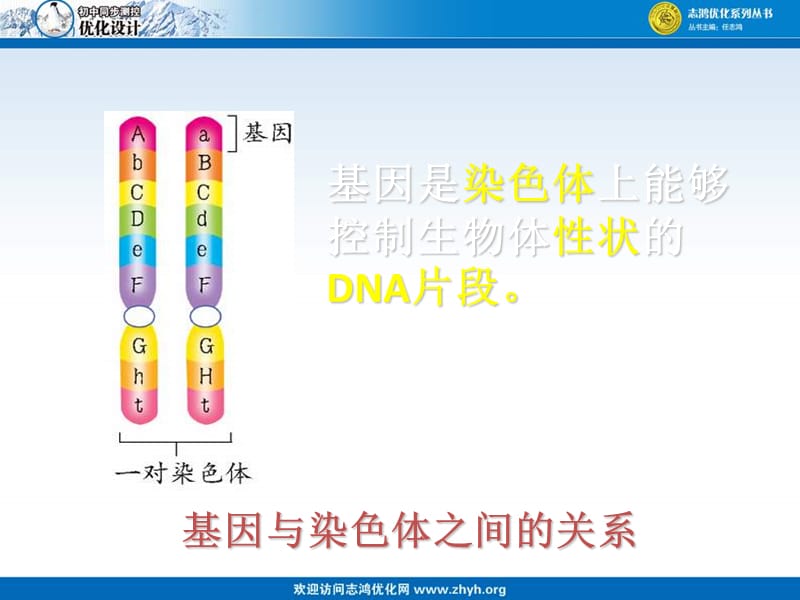 复件第三节基因的显性和隐性112(2).ppt_第3页
