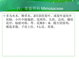 六含羞草科Mimosaceae.ppt