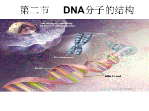 2012DNA分子的结构.ppt