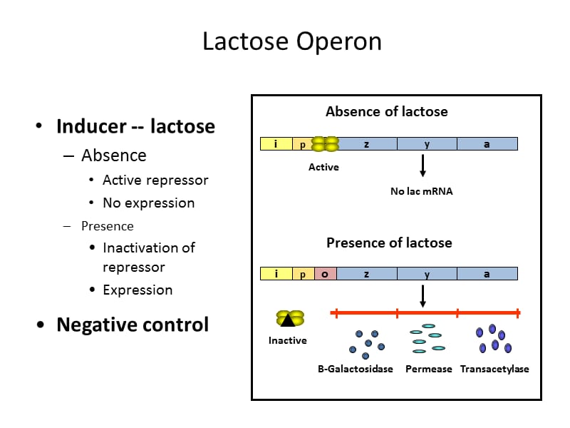乳糖操纵子LactoseOperonforgraduatestudents.ppt_第3页