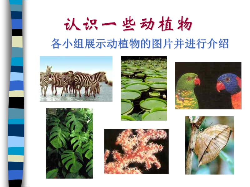 认识一些动植物上海教育版.ppt_第1页