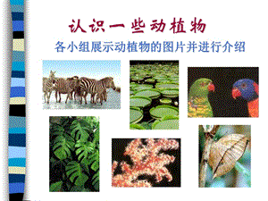 认识一些动植物上海教育版.ppt