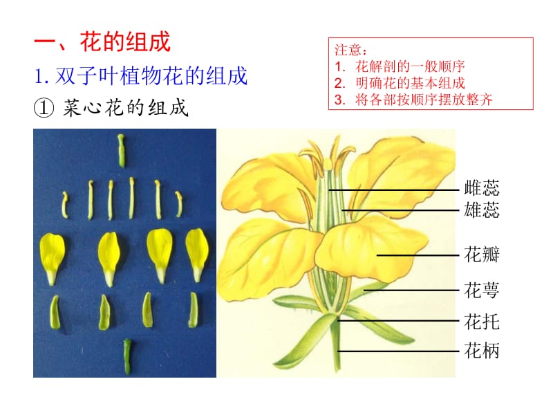 实验6花的组成与花序类型.ppt_第2页