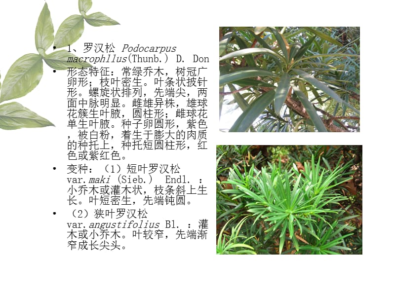 六罗汉松科Podocarpaceae.ppt_第2页
