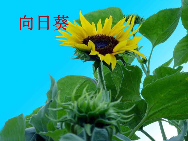 人教版二年级语文上册课件植物妈妈有办法2.ppt_第2页