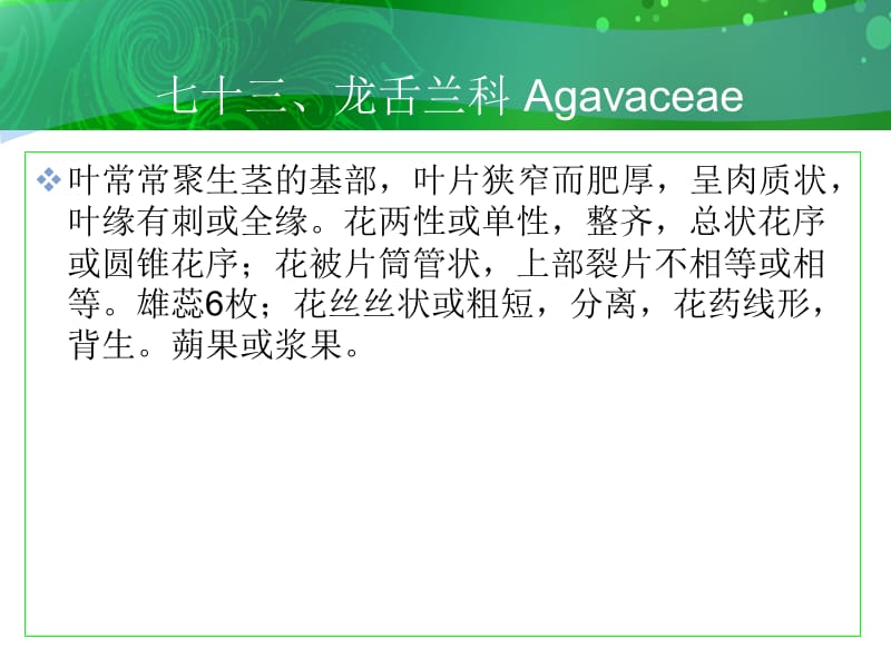 课件七十三龙舌兰科Agavaceae.ppt_第1页