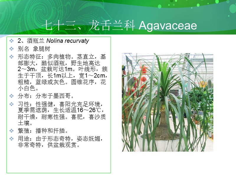 课件七十三龙舌兰科Agavaceae.ppt_第3页
