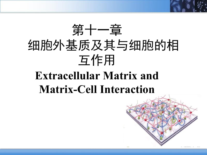 11细胞外基质及其与细胞的相互作用.ppt_第2页