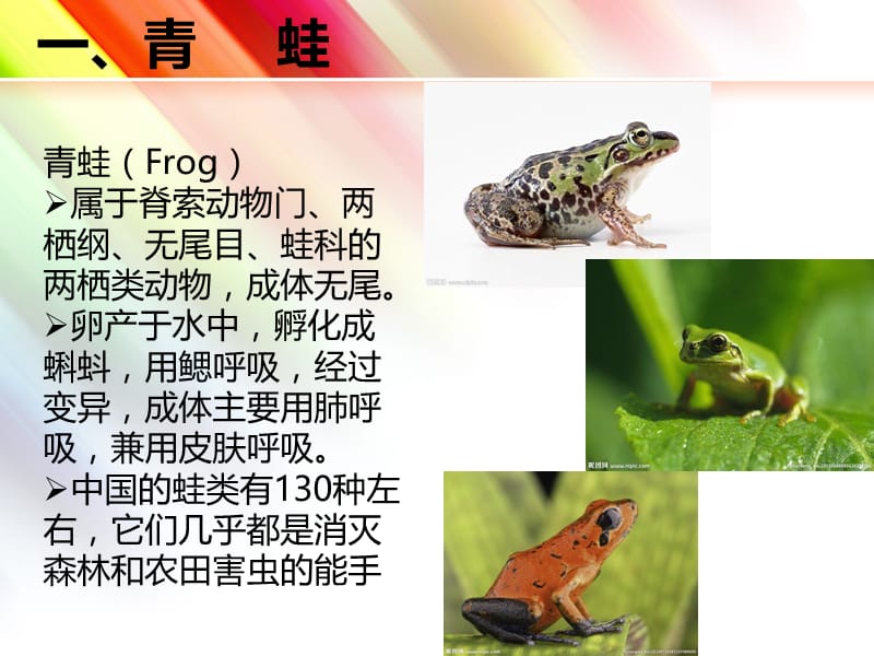青蛙和昆虫ppt课件.ppt_第3页
