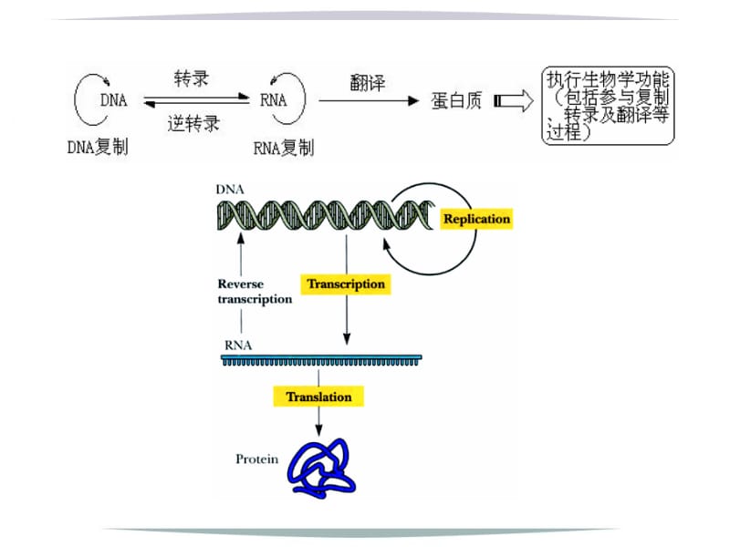 14DNA的复制、RNA转录.ppt_第1页