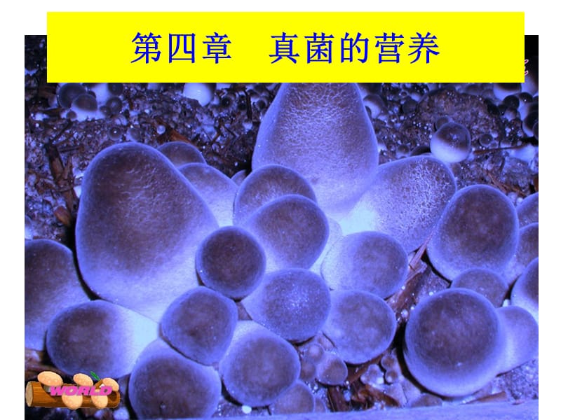 南昌大学生物课件菌物学第四章真菌的营养new.ppt_第1页