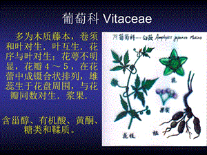 葡萄科Vitaceae.ppt