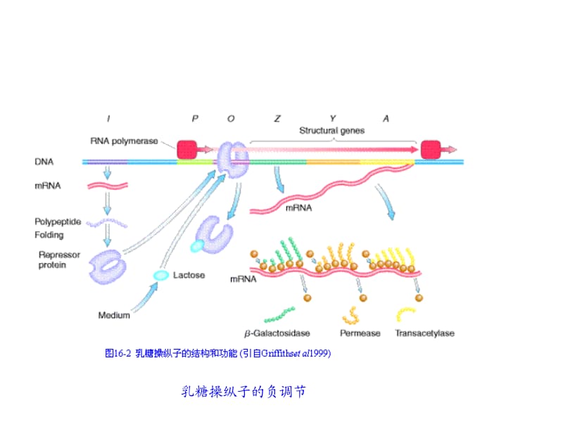 动物生物化学16基因表达的调节-2.ppt_第2页