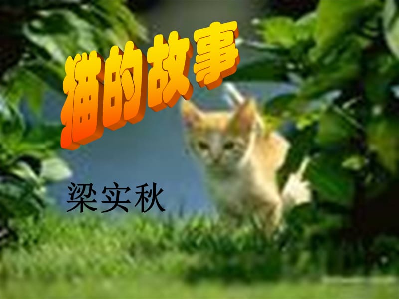 猫的故事.ppt_第1页